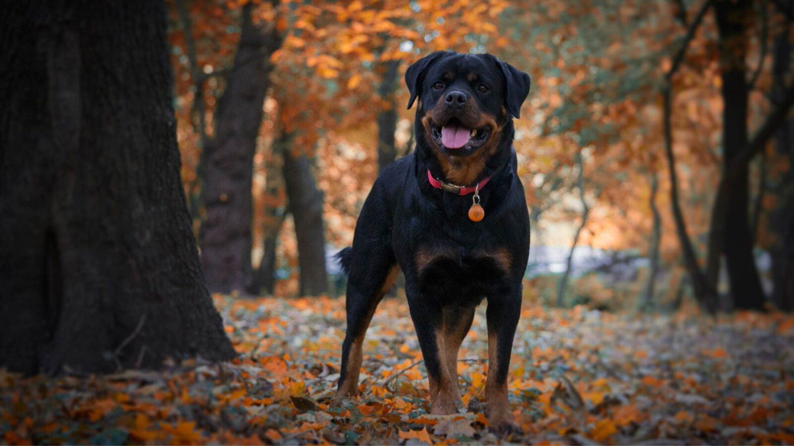 Black color Rottweiler HD Wallpaper.