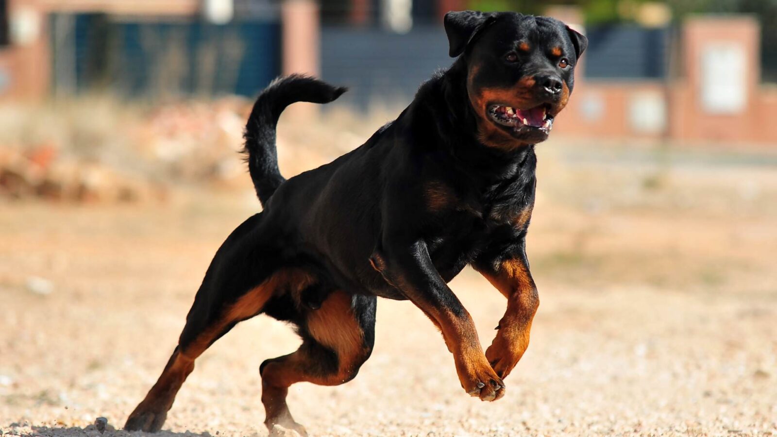 Rottweiler Dog Wallpaper