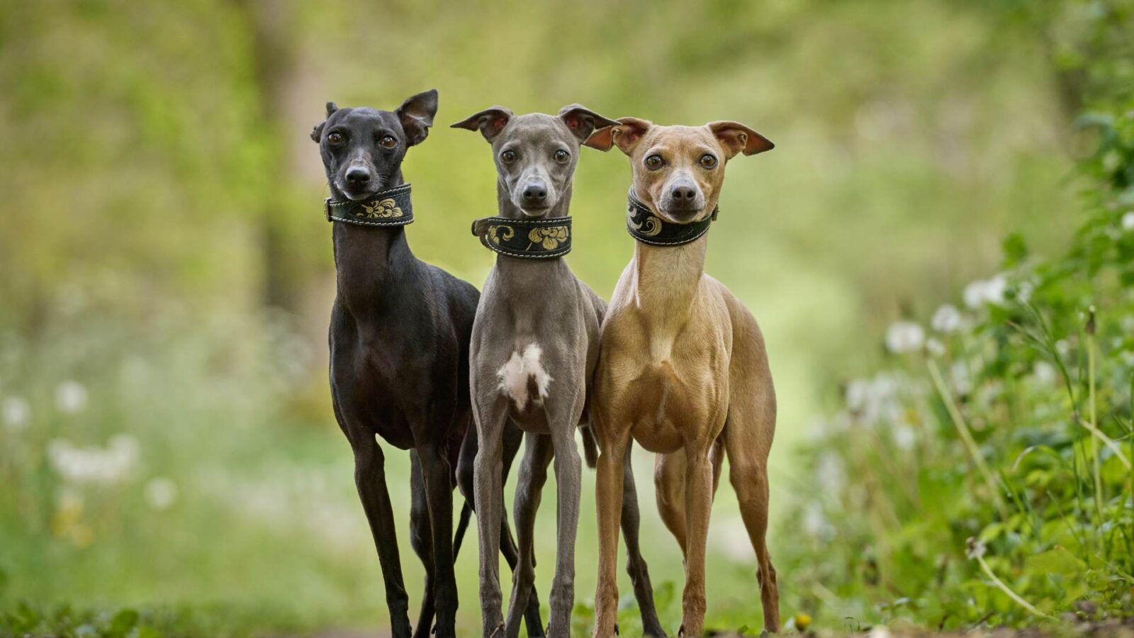 3 Color Whippets Dog HD Wallpaper