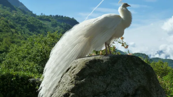 white peacock picture