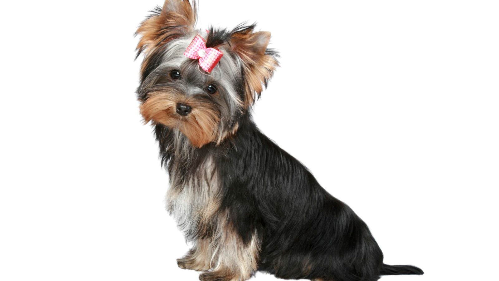 Yorkshire Terrier Dog HD Wallpaper