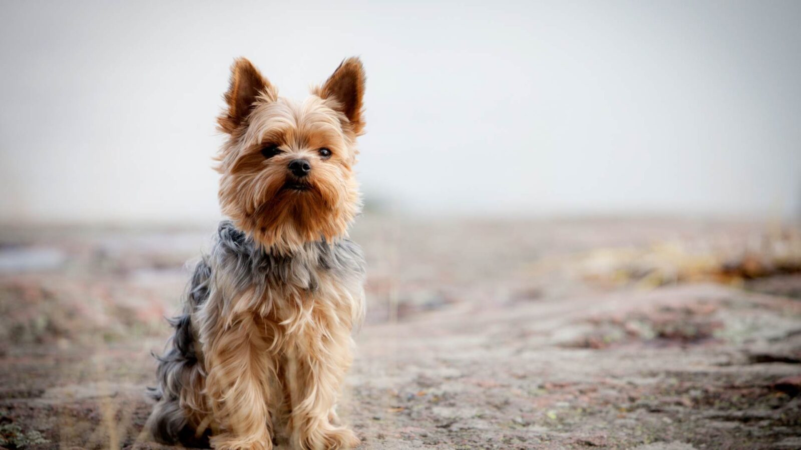 Yorkshire terrier dog wallpaper.