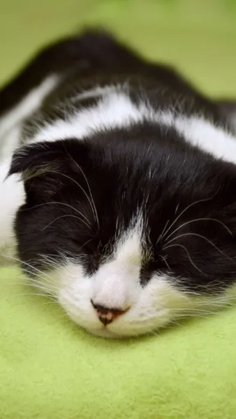 Animal Wallpapers 5 Free Cat Sleep Picture