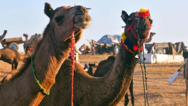 Decorated Camels at Pushkar Camel Fair in Rajasthan