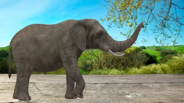 Animal Wallpapers 13 Beautiful Elephant Images