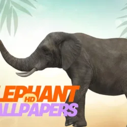 Elephant HD wallpapers Page banner image