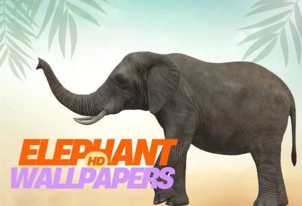 Elephant HD wallpapers Page banner image