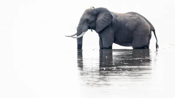 Animal Wallpapers 12 Elephant Drink Water In Pond Wallpaper