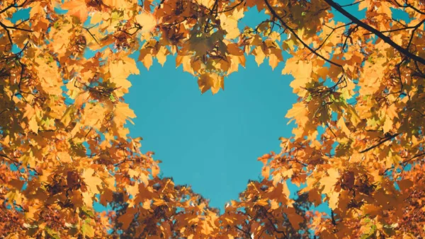 Colorful autumn leaves spread in the shape of a heart under the blue sky.