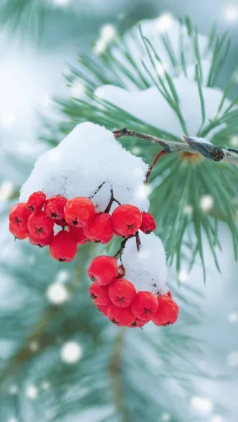 Red berries on snow covered pine branch