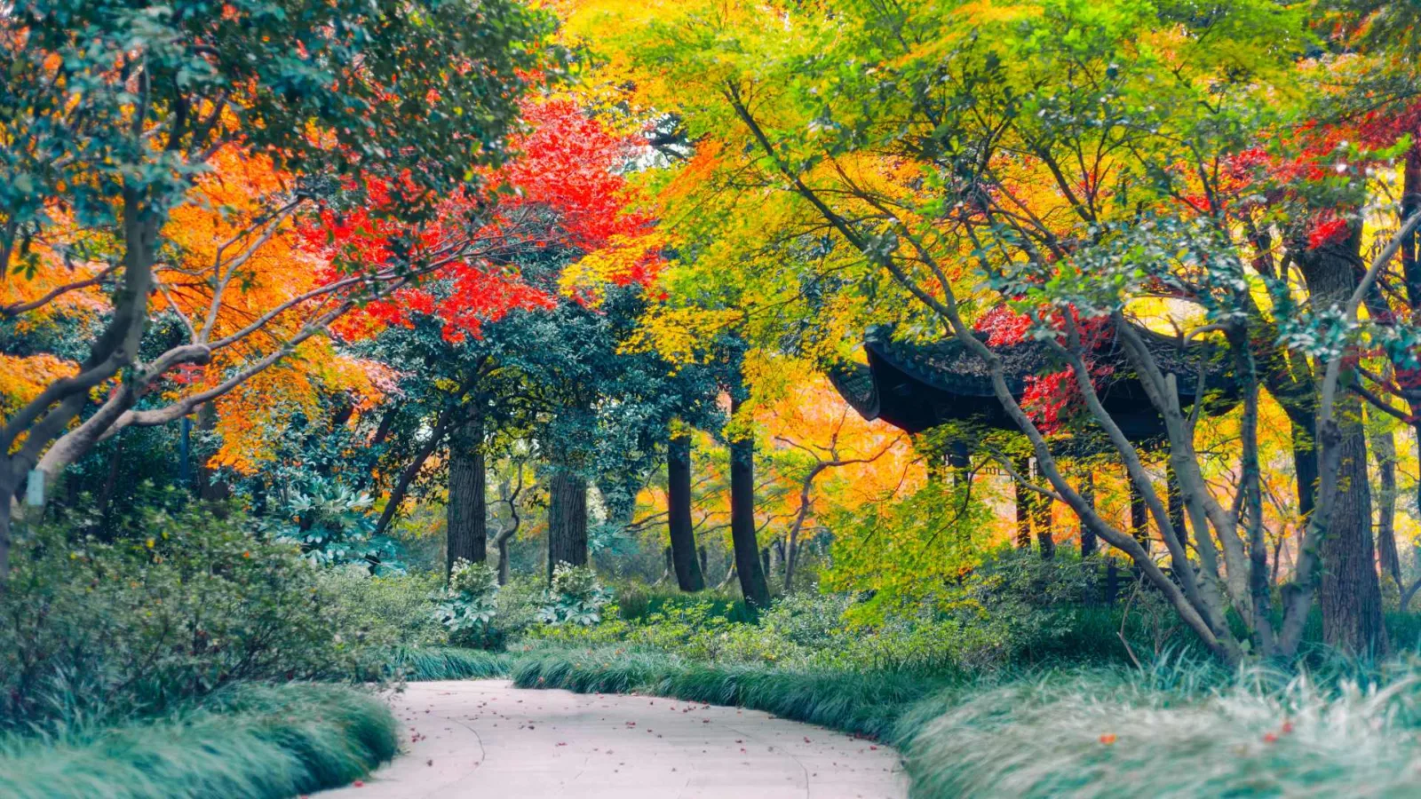 Colourful trees and a path between the trees in a park