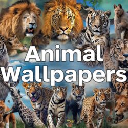 Animal Wallpapers Banner image