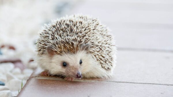 Baby Eulipotyphlan Wallpaper