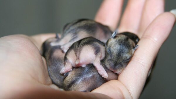 Baby Hamsters Wallpaper