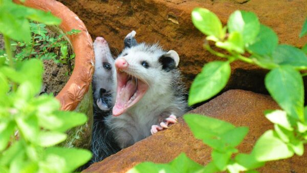 Baby Possum Yawning Wallpaper