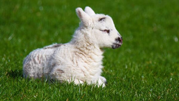 Baby Sheep Wallpaper