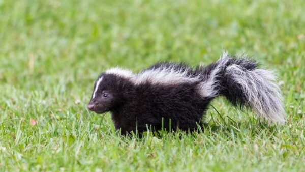 Baby Skunk Wallpaper