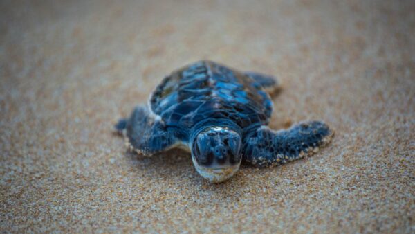 Baby Turtle Wallpaper