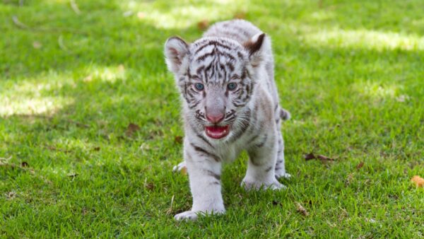 Baby White Tiger Wallpaper