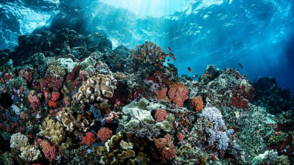Beautiful Coral Reefs Underwater Wallpaper