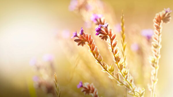 Beautiful Nature Picture