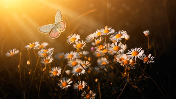 Beautiful Nature Scene