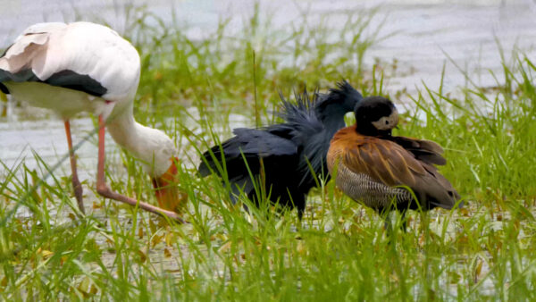 Birds Near Water Wallpaper