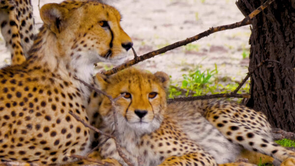 Cheeta Hd Wallpaper