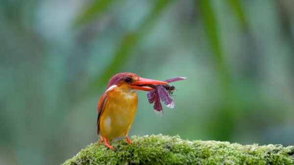 Colorful Bird Wallpapers