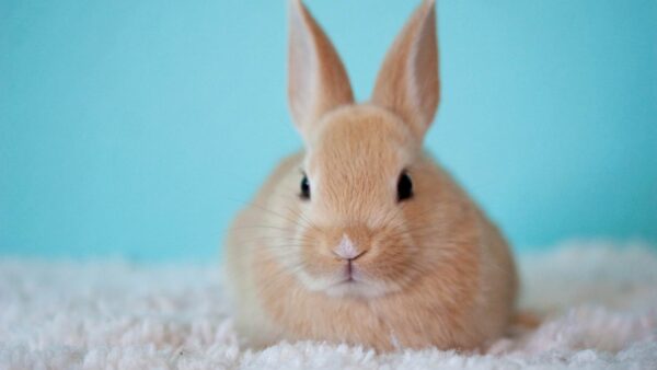 Cute Baby Bunny Wallpaper