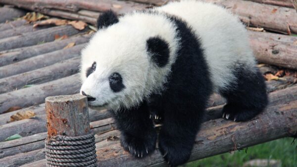 Cute Baby Panda Wallpaper