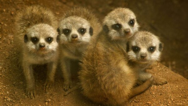 Cute Meerkats Outdoors Wallpaper