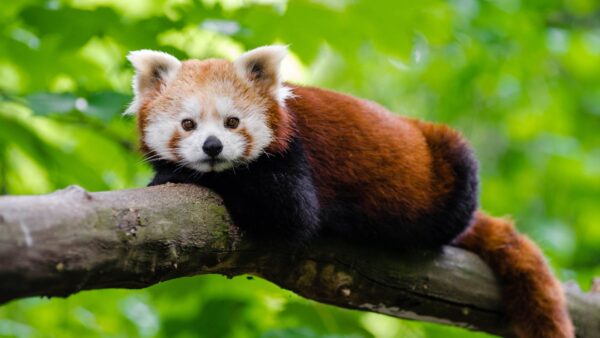 Cute Red Panda Wallpaper