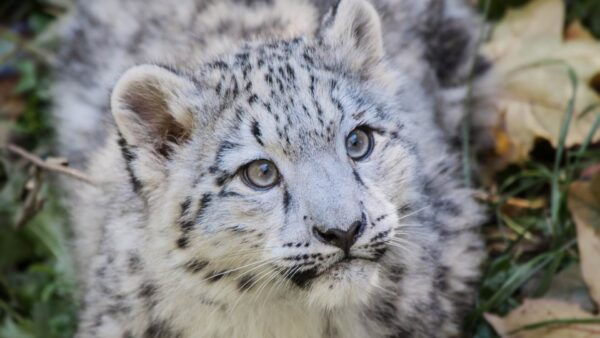 Cute Snow Leopard Baby Wallpaper