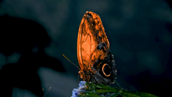 Eco Friendly Wallpapers