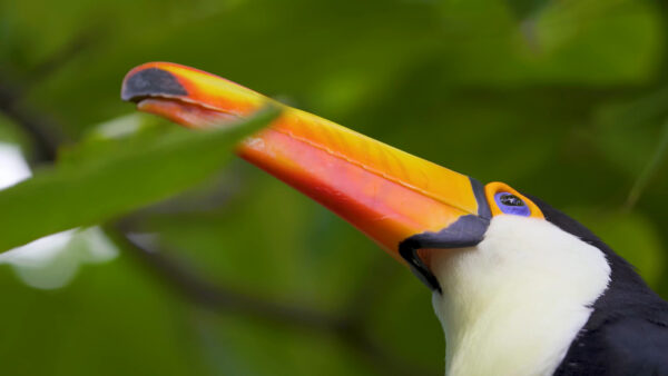 Forest Birds Hd Wallpaper