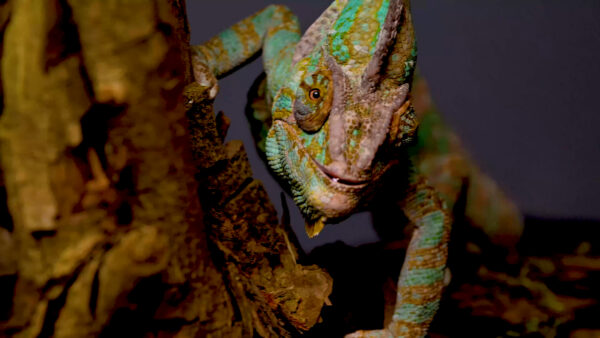 Girgit Hd Wallpaper