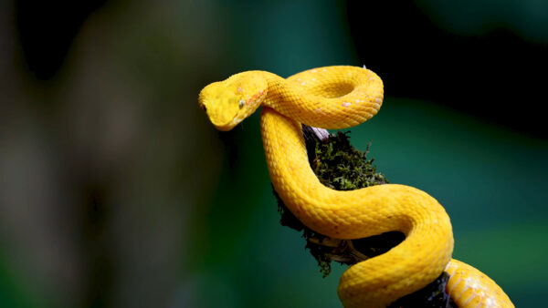 Snake Wallpaper