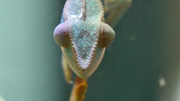 White Snake Photo