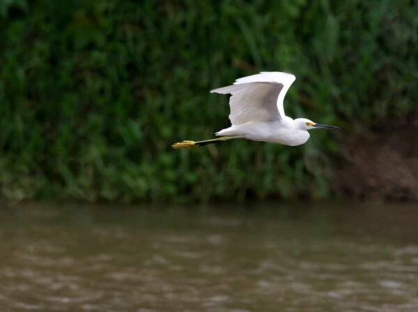 Bird Flying Image