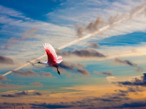 Bird Flying Picture