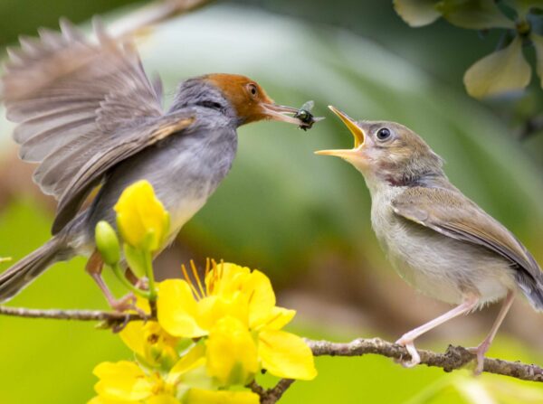 Birds Eating Fly Picture