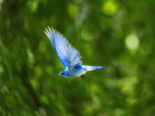 Blue Bird Flying Photo