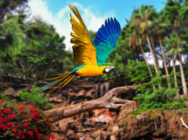 Colorful Flying Parrot Bird Wallpaper