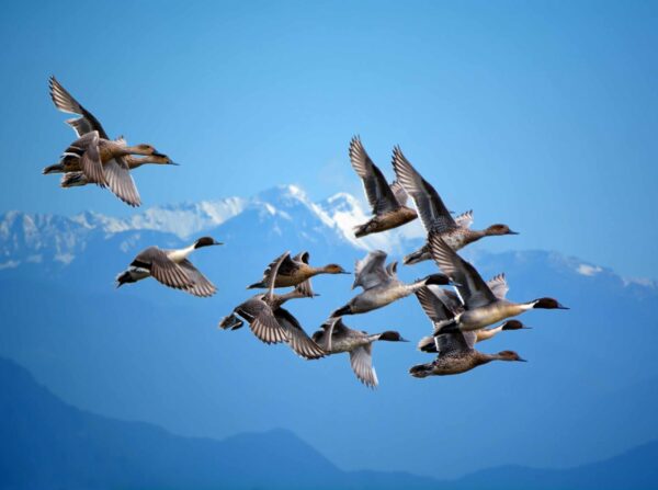 Flying Migratory Birds Wallpaper