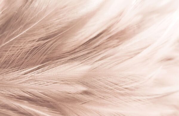 Soft Brown Feather Texture Wallpaper