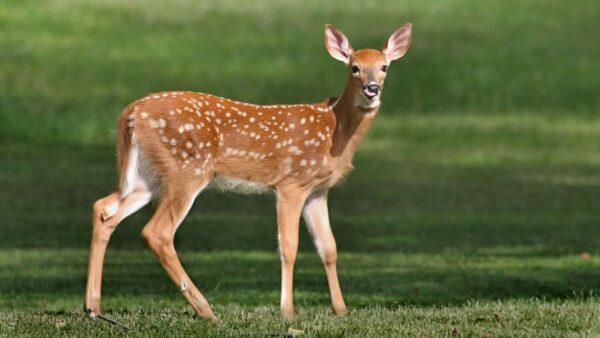 Beautiful Deer Standing In Forest Wallpaper In High Definition
