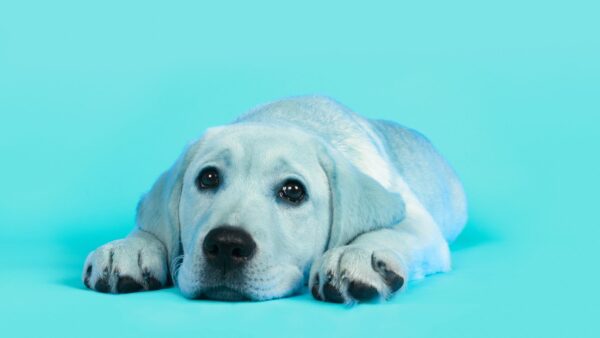 Cute Labrador Puppy Wallpaper In High Resolution