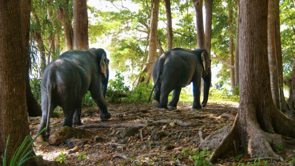 Elephant Walking In Jungle Wallpaper Hd