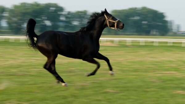Black Horse Running On Field Wallpaper In 4k